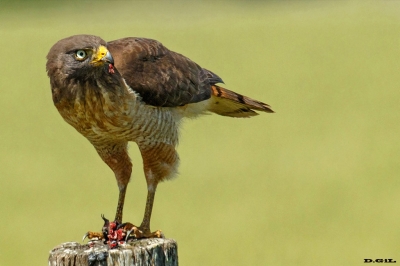 GAVILÁN COMÚN (Rupornis magnirostris) - Puntas del Tigre - SAN JOS&Egrave; (Noviembre 2019)